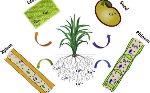 Light Spectrum and Its Role in Calcium Nutrition — AGRITECTURE