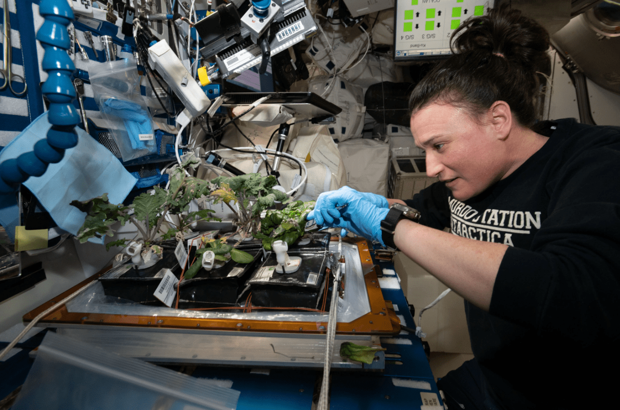 an astronaut on a collection situation studying lettuce