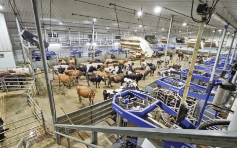 What to know about robotic batch milking