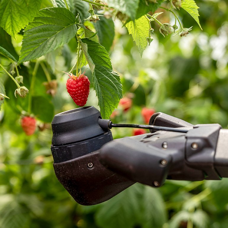 gripper approaches a berry.