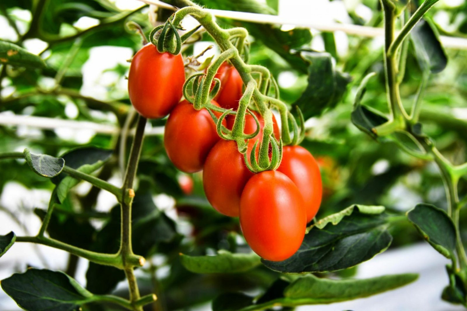 A cluster of ripe, crimson tomatoes hangs from a vine surrounded by green leaves.