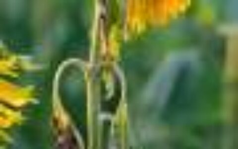 Q&A: What 106°F heat does to plants