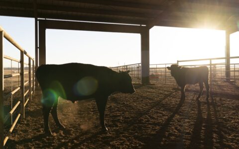 JBS Teams With U.S. Firm to Turn Cow, Chicken Waste Into Energy