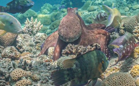 Los pulpos solitarios participan en cacerías multi-especies junto a peces [VIDEO]