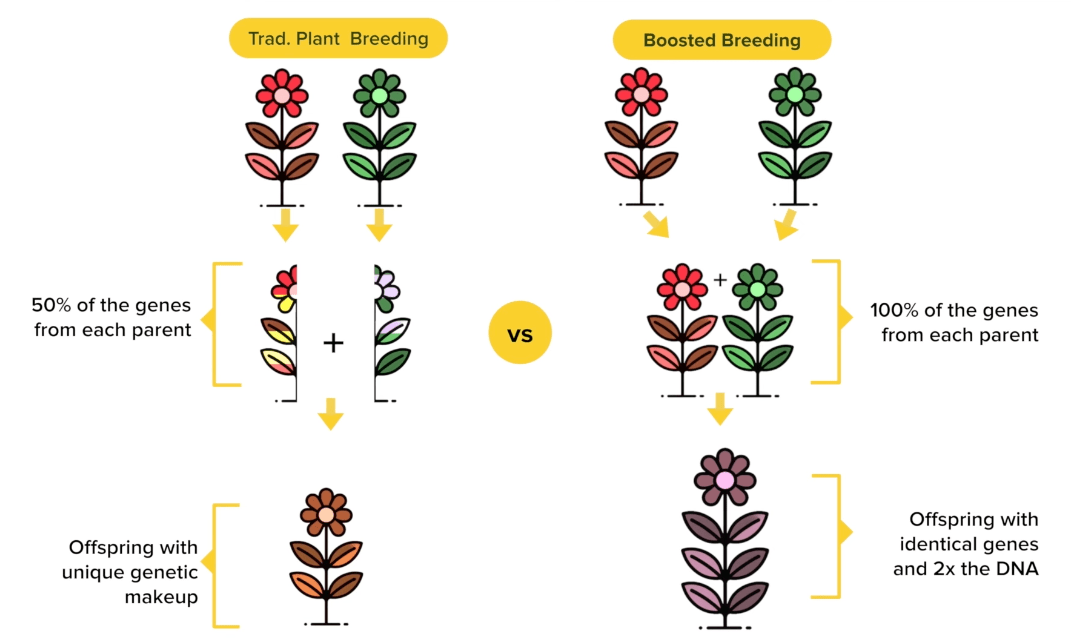 Comparison of primitive plant breeding and boosted breeding