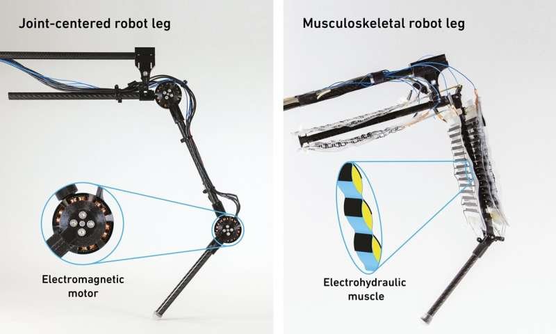 Man made muscles propel a robotic leg to walk and jump