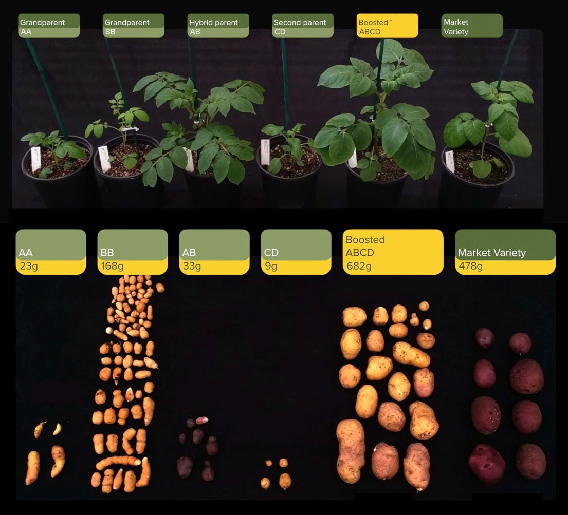 A series of labeled potato vegetation and their corresponding yields.