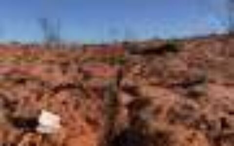 A patchwork of spinifex: How we returned cultural burning to the Great Sandy Desert