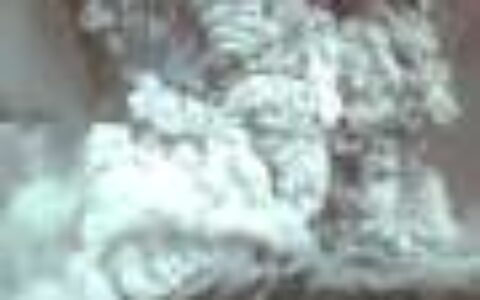 How gophers brought Mount St. Helens back to life in one day