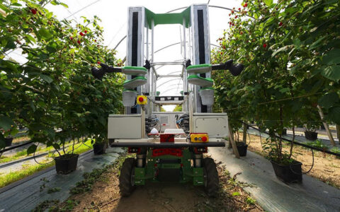 Fieldwork Robotics partners with Burro to help with raspberry harvesting