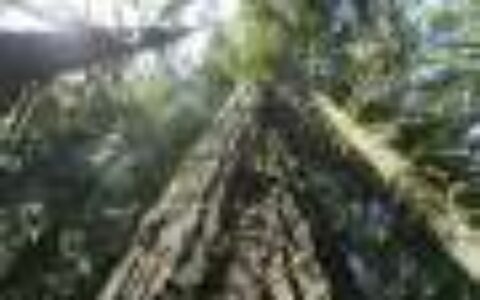 More logging is proposed to help curb wildfires in the US Pacific Northwest