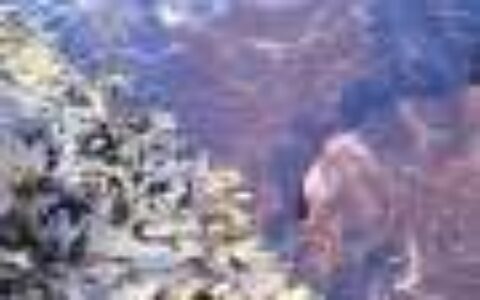 Fermenting seaweed could boost consumption