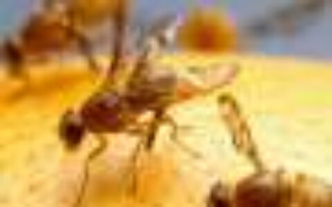 Fruit flies' courtship song may hold key to controlling mosquitoes