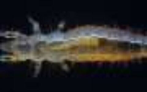 Analysis finds flaw in 'Protura-sister' hypothesis: Reassessing early hexapod phylogeny