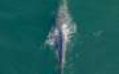 Gray whales are dying off the Pacific Coast again, and scientists aren't sure why