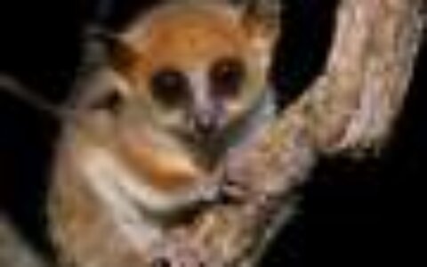 Amid a drastic decline in endangered primates, researchers call for conservation measures