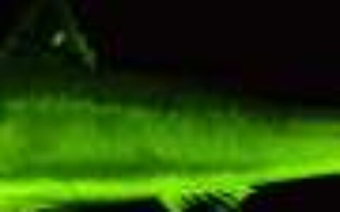 Fish biofluorescence has evolved more than 100 times in 112 million years, researchers reveal