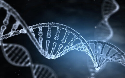 Científicos identifican una regla oculta que configura toda la vida en la Tierra