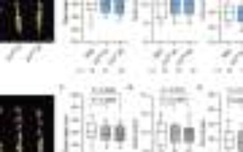 Rare lost allele that boosts soybean seed protein identified