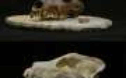 It's a myth that the Victorians created modern dog breeds—we've uncovered their prehistoric roots