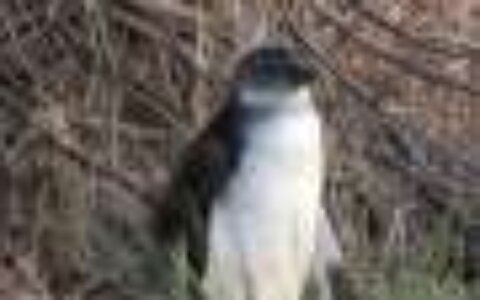 Species in crisis: Critically endangered penguins are directly competing with fishing boats