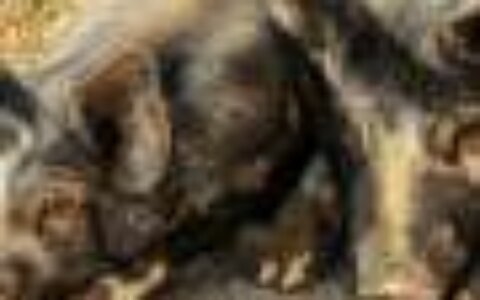 Spain probes five labs in hunt for source of swine fever