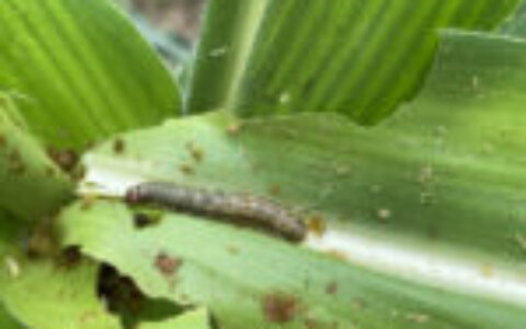 Exclusive: Provivi, Syngenta strike major Brazil deal on pheromone pest control